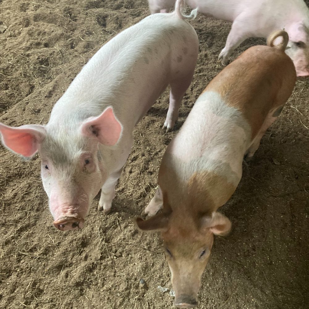 Hogs in the pen