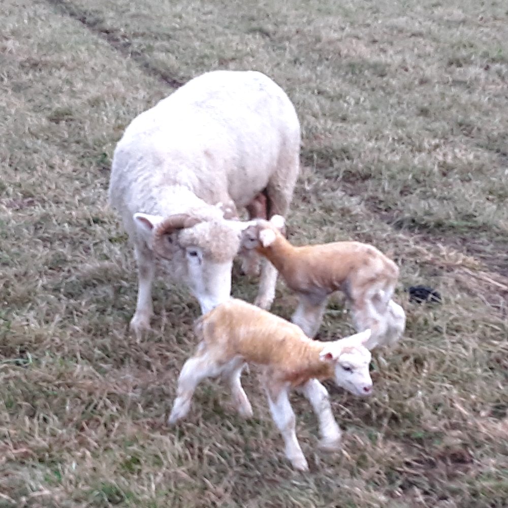 Horned Dorset ewe with her lambs