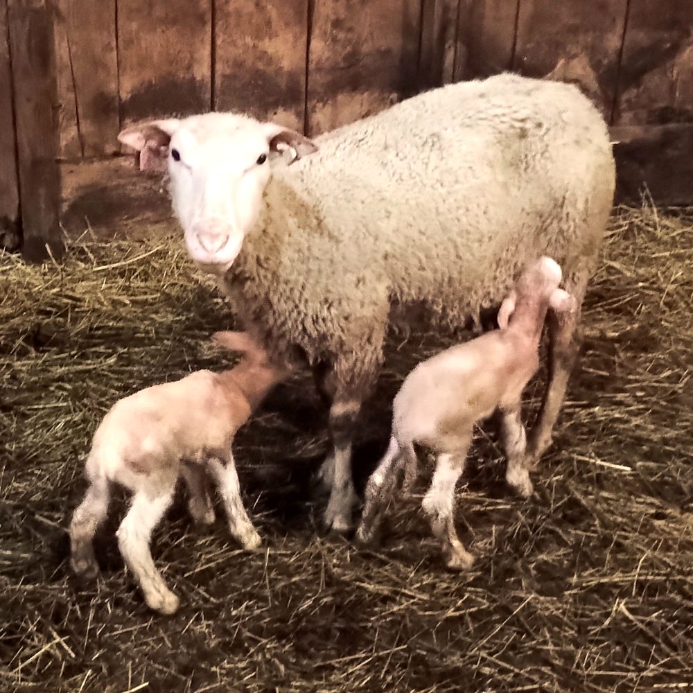 Polypay ewe with twin lambs in the barn