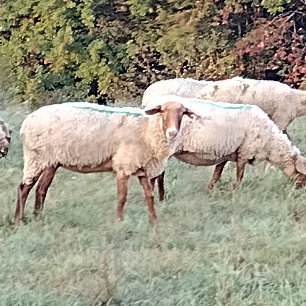Tunis sheep grazing
