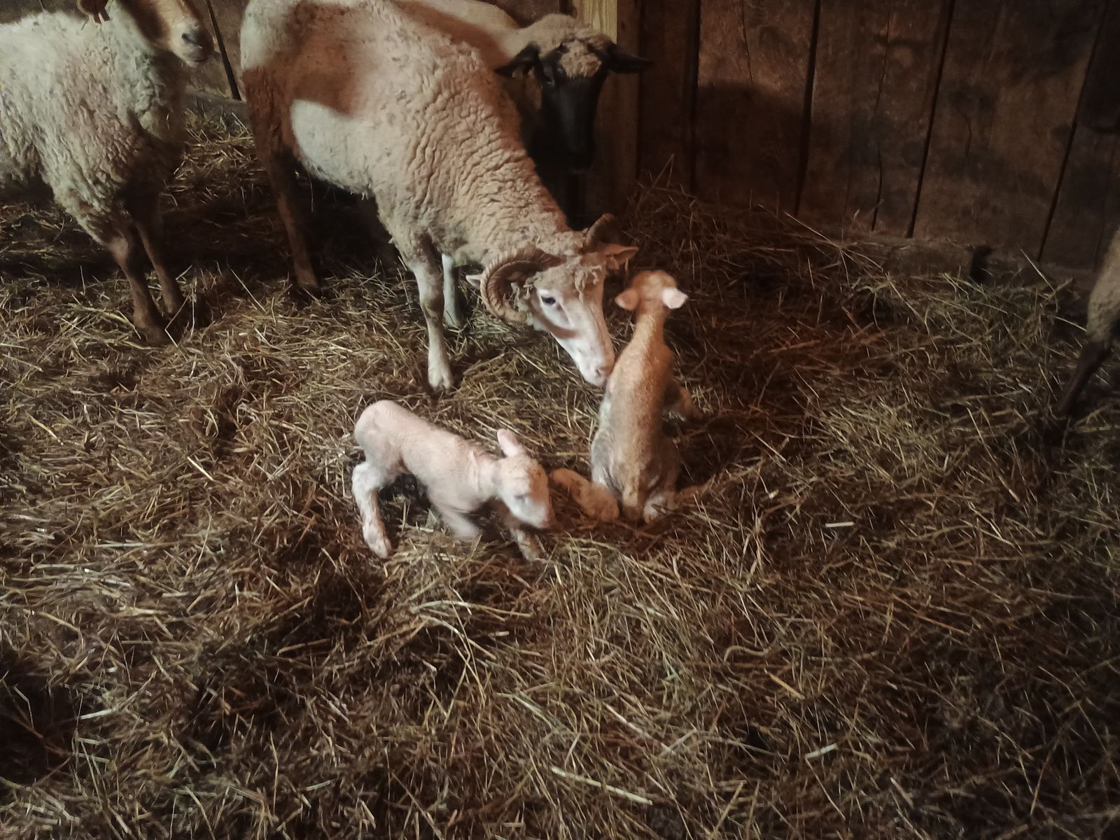 Ewe with two new lambs in a straw pen