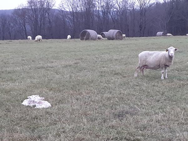 Ewe in a pasture with round hay bales behind