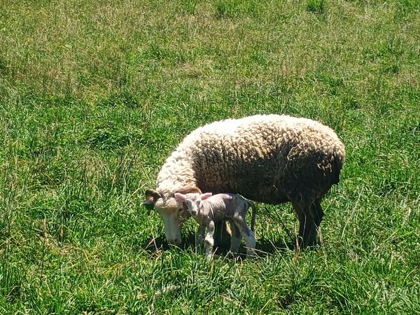 Ewe and lamb