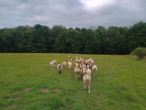 Sheep walking toward the camera across a green pasture