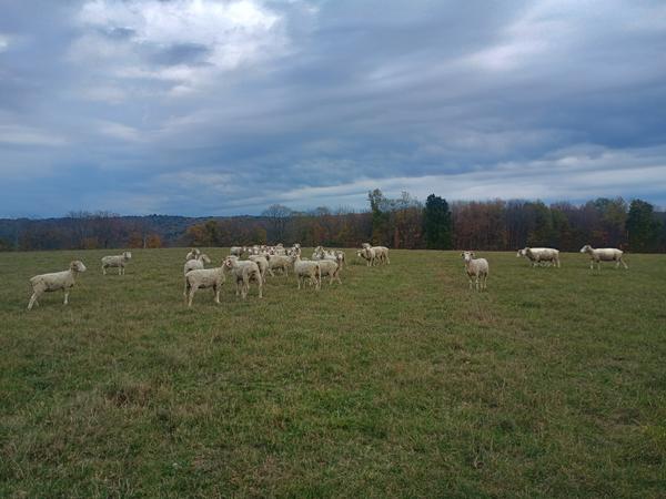 Flock on the hill